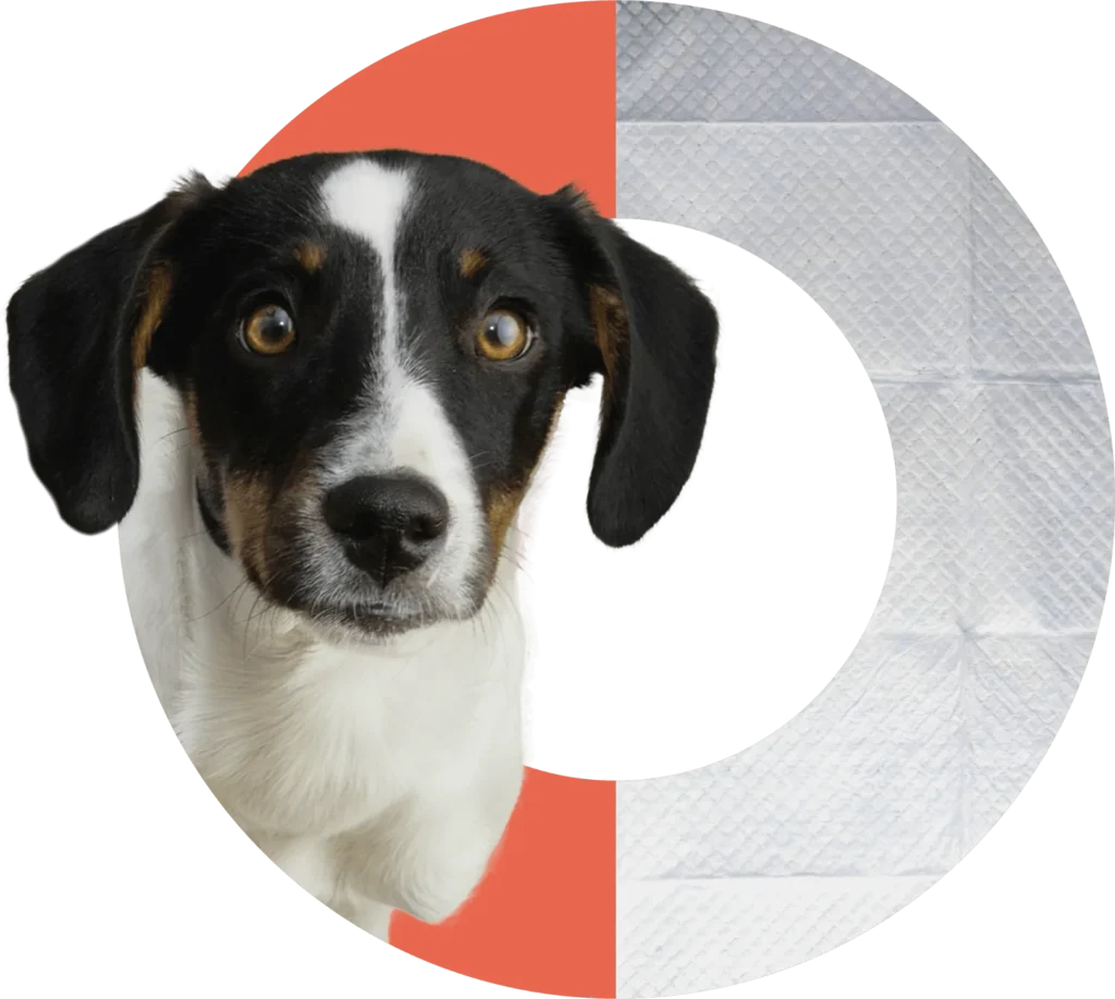terrier mix in a circle next to peepad