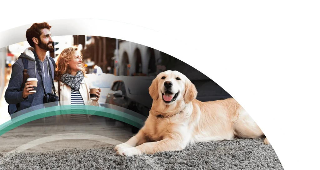 golden retriever lying happily on living room carpet while family is out shopping